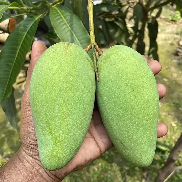 Thai_Catimon_Katimon_All_Time_Sweet_Mango_Grafted_Aam_Fruit_Plants_Tree_1
