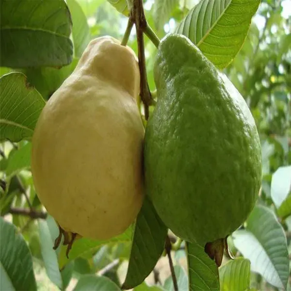 Guava_Mexican_Cream_Amrood_Variety_Fruit_Air_Layering_Grafted_Plants_Tr