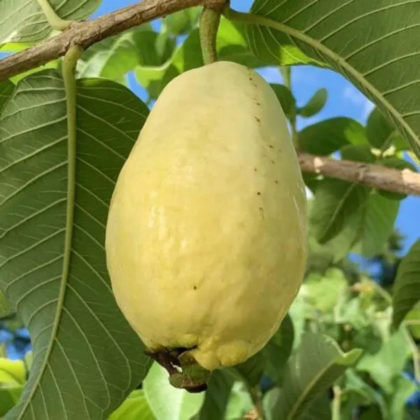 Guava_Mexican_Cream_Amrood_Variety_Fruit_Air_Layering_Grafted_Plants_Tr