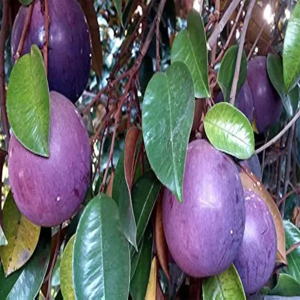 Milk_Fruit_Plants_Tree_1_5_3_Feet_Size
