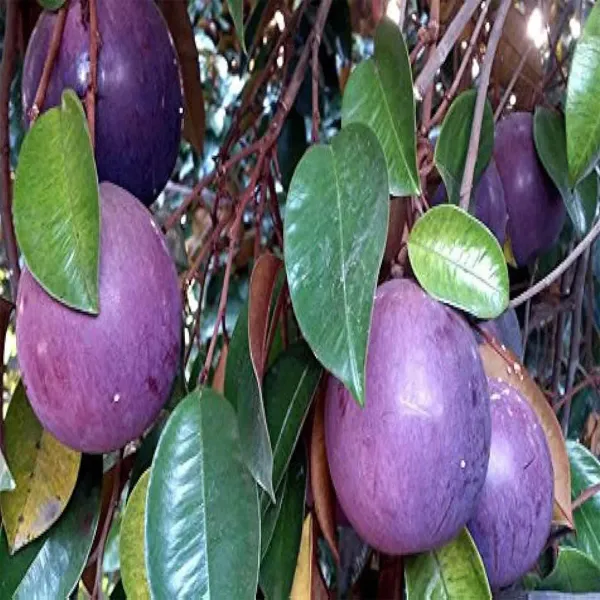 Milk_Fruit_Plants_Tree_1_5_3_Feet_Size