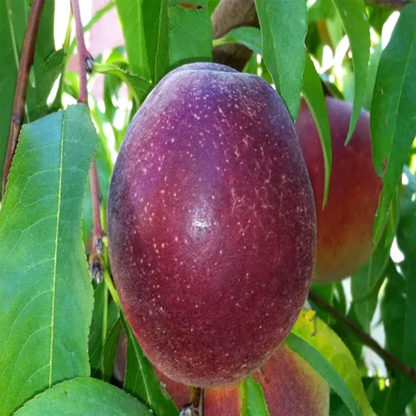 Milk_Fruit_Plants_Tree_1_5_3_Feet_Size