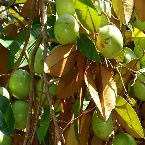 Milk_Fruit_Plants_Tree_1_5_3_Feet_Size