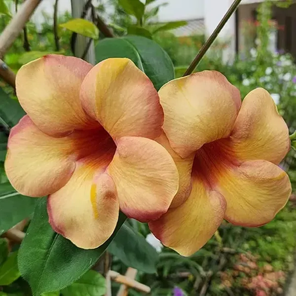 Cream_Colour_Allamanda_Cathartica_Round_The_Year_Flower_Plants_Tree_1_2_F