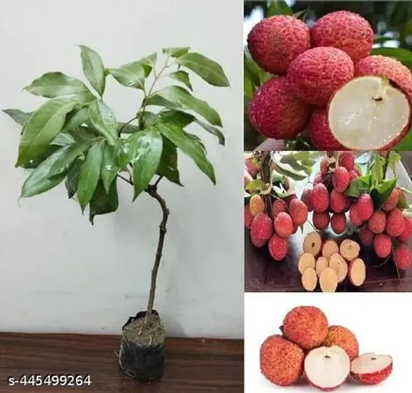 Chinensis_Litchi_Lychee_Fruit_Air_Layering_Grafted_Plants_Tree_1_2_Feet