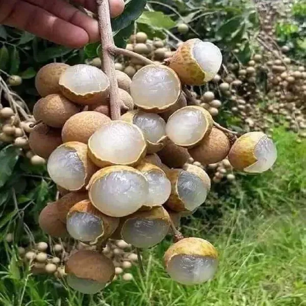 Khaki_Dragon_Eye_Longan_Grafted_Fruit_Plants_Tree_1_2_Feet_Size