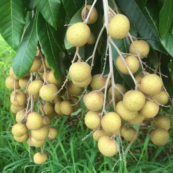 Khaki_Dragon_Eye_Longan_Grafted_Fruit_Plants_Tree_1_2_Feet_Size