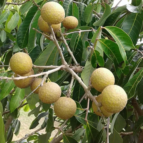 Khaki_Dragon_Eye_Longan_Grafted_Fruit_Plants_Tree_1_2_Feet_Size