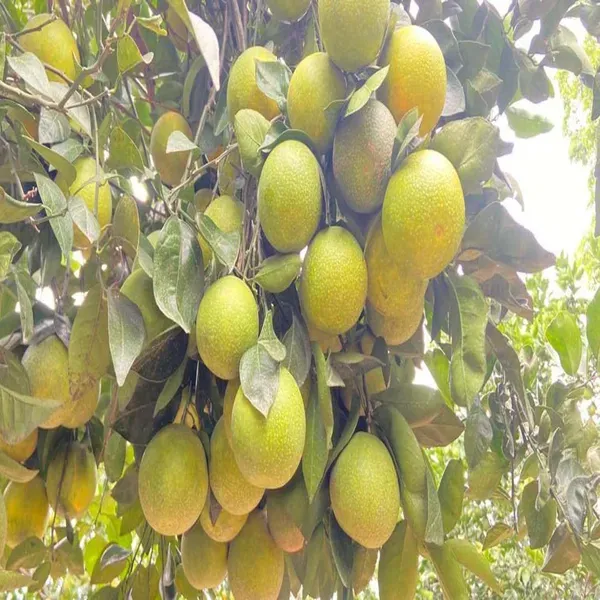 Sweet_Indian_Mosambi_Grafted_Fruit_Plants_Tree_1_2_Feet_Size