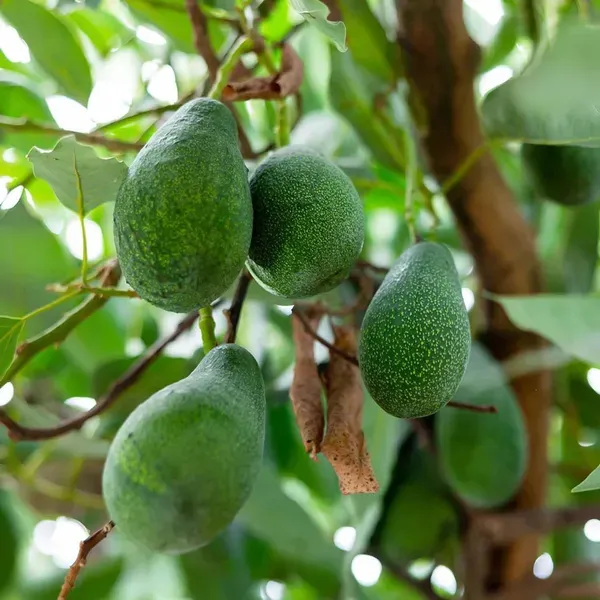 Avocado_Seedling_Butter_Fruit_Plants_Tree_1_5_3_Feet_Size