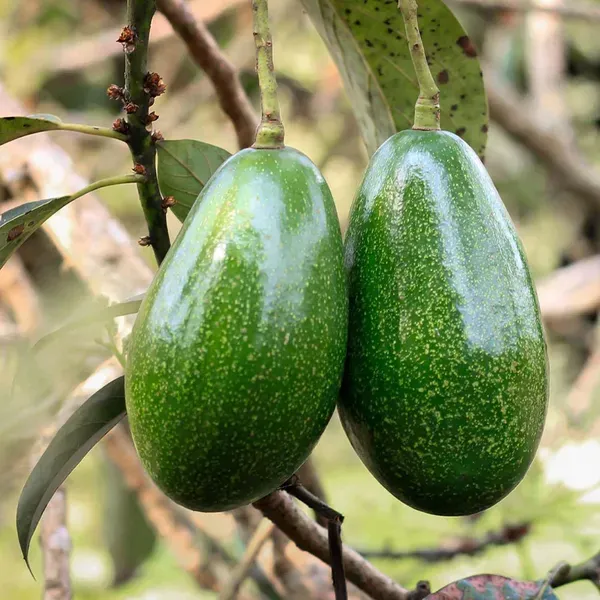 Avocado_Seedling_Butter_Fruit_Plants_Tree_1_5_3_Feet_Size