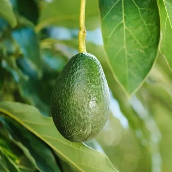Avocado_Seedling_Butter_Fruit_Plants_Tree_1_5_3_Feet_Size