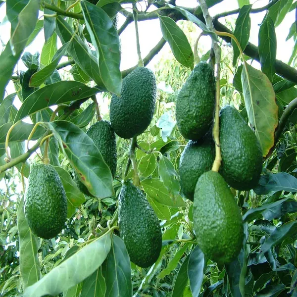 Avocado_Seedling_Butter_Fruit_Plants_Tree_1_5_3_Feet_Size