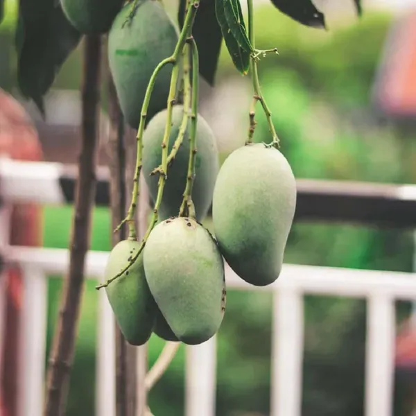 Honey_Sweet_Chaunsa_Mango_Grafted_Aam_Fruit_Plants_Tree_1_5_3_Feet_Size