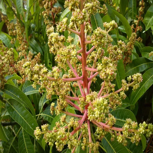 Honey_Sweet_Chaunsa_Mango_Grafted_Aam_Fruit_Plants_Tree_1_5_3_Feet_Size