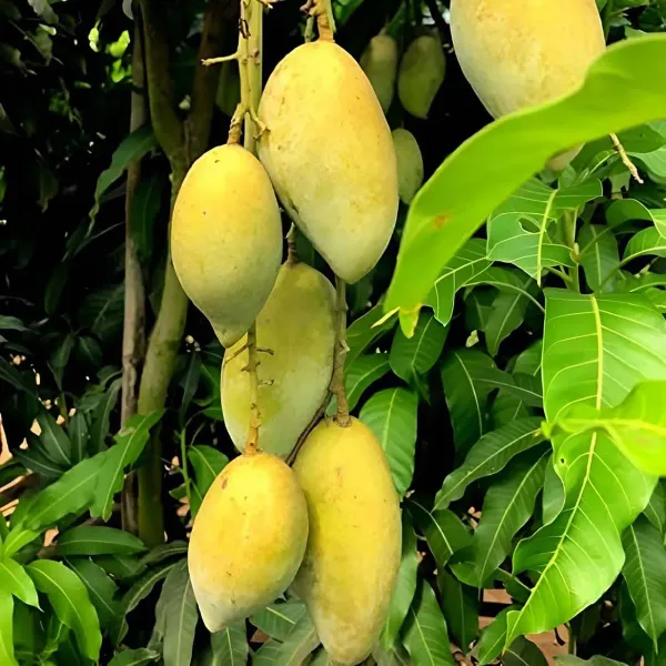 Honey_Sweet_Chaunsa_Mango_Grafted_Aam_Fruit_Plants_Tree_1_5_3_Feet_Size