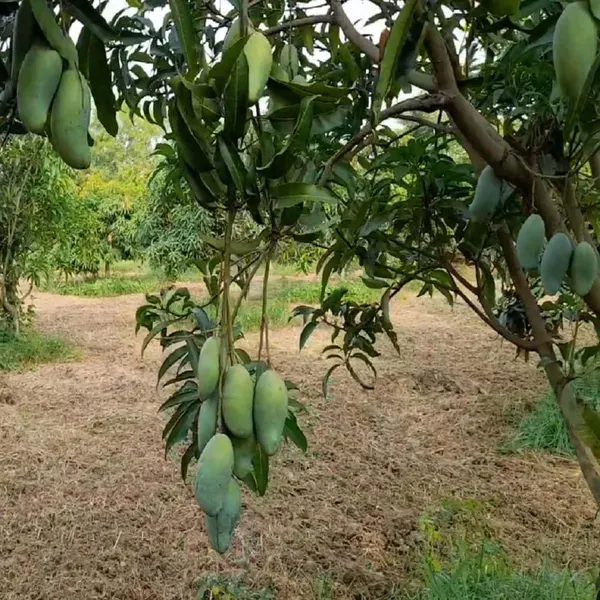 Honey_Sweet_Chaunsa_Mango_Grafted_Aam_Fruit_Plants_Tree_1_5_3_Feet_Size
