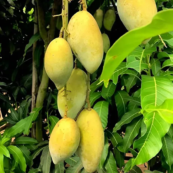 Honey_Sweet_Chaunsa_Mango_Grafted_Aam_Fruit_Plants_Tree_1_5_3_Feet_Size