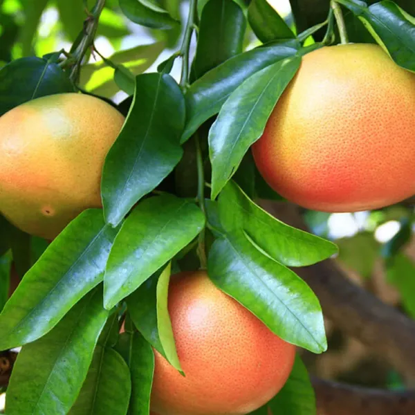 Star_Ruby_Grapefruit_Grafted_Fruit_Plants_Tree_1_5_3_Feet_Size