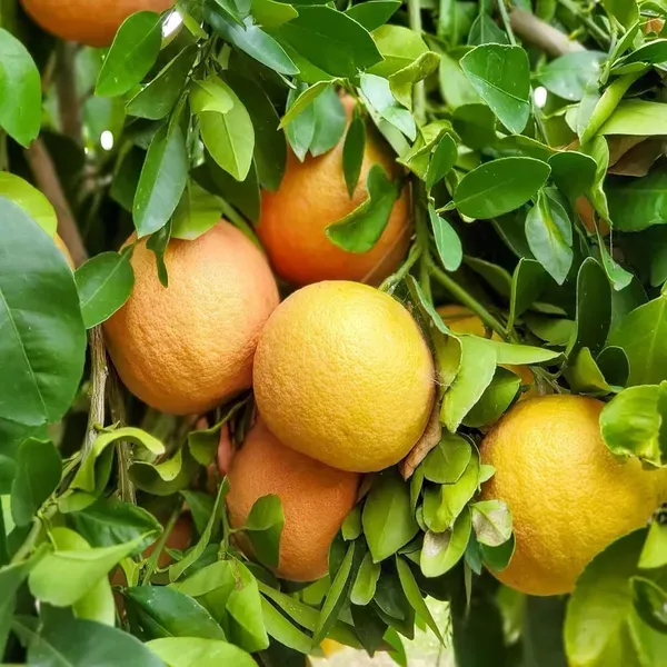 Star_Ruby_Grapefruit_Grafted_Fruit_Plants_Tree_1_5_3_Feet_Size