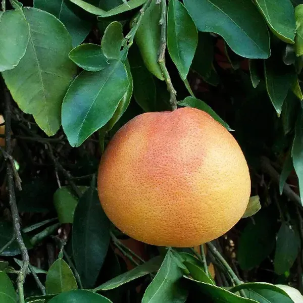 Star_Ruby_Grapefruit_Grafted_Fruit_Plants_Tree_1_5_3_Feet_Size