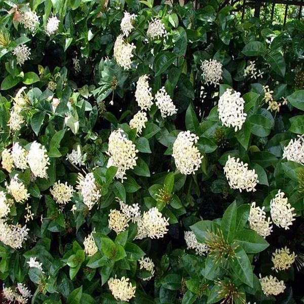 White_Colour_Ixora_Rukmini_Rangan_Flower_Plants_Tree_1_2_Feet_Size