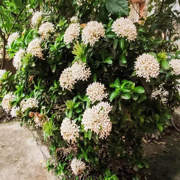 White_Colour_Ixora_Rukmini_Rangan_Flower_Plants_Tree_1_2_Feet_Size
