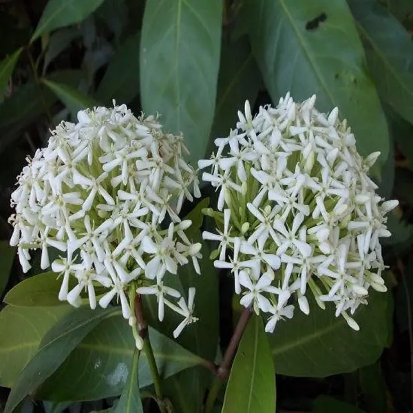 White_Colour_Ixora_Rukmini_Rangan_Flower_Plants_Tree_1_2_Feet_Size