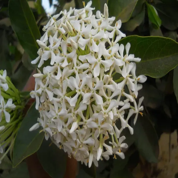 White_Colour_Ixora_Rukmini_Rangan_Flower_Plants_Tree_1_2_Feet_Size
