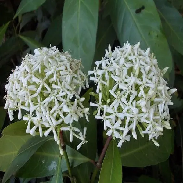 White_Colour_Ixora_Rukmini_Rangan_Flower_Plants_Tree_1_2_Feet_Size