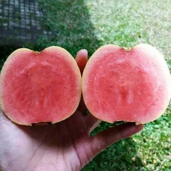 Red_Diamond_Guava_Amrood_Fruit_Grafted_Plants_Tree_1_5_3_Feet_Size