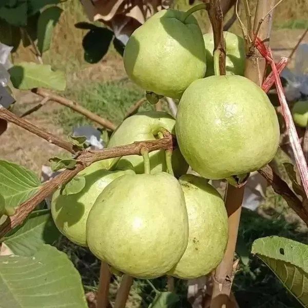 Red_Diamond_Guava_Amrood_Fruit_Grafted_Plants_Tree_1_5_3_Feet_Size