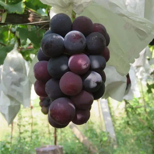 Black_Grapes_Angoor_Fruit_Air_Layering_Grafted_Plants_Tree