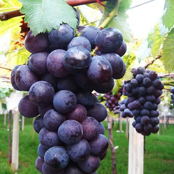 Black_Grapes_Angoor_Fruit_Air_Layering_Grafted_Plants_Tree
