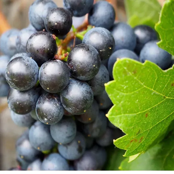 Black_Grapes_Angoor_Fruit_Air_Layering_Grafted_Plants_Tree