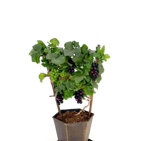 Black_Grapes_Angoor_Fruit_Air_Layering_Grafted_Plants_Tree