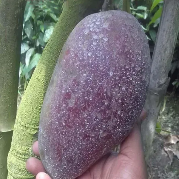 Bn_7_Mango_Grafted_Aam_Fruit_Plants_Tree_1_5_3_Feet_Size