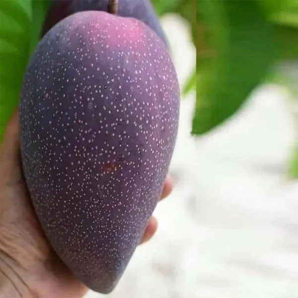 Bn_7_Mango_Grafted_Aam_Fruit_Plants_Tree_1_5_3_Feet_Size