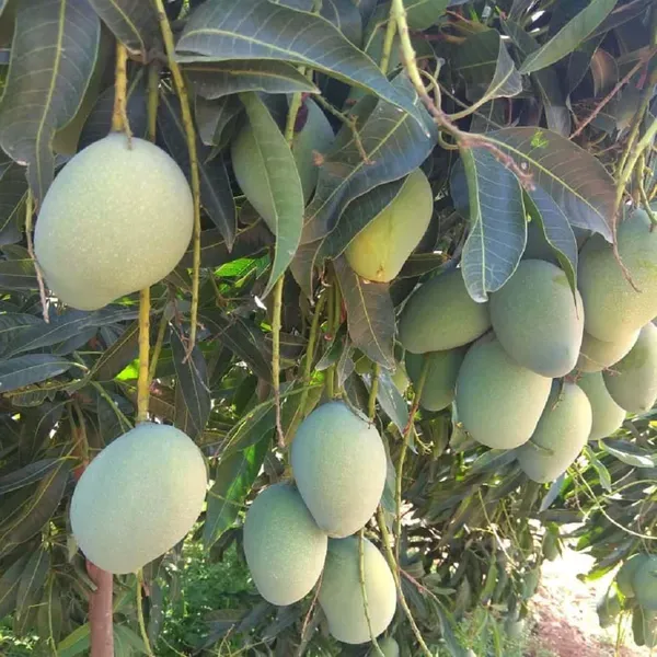 Chinna_Rasam_Rasalu_Mango_Grafted_Aam_Fruit_Plants_Tree_1_5_3_Feet_Size