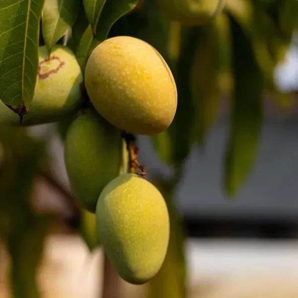 Chinna_Rasam_Rasalu_Mango_Grafted_Aam_Fruit_Plants_Tree_1_5_3_Feet_Size