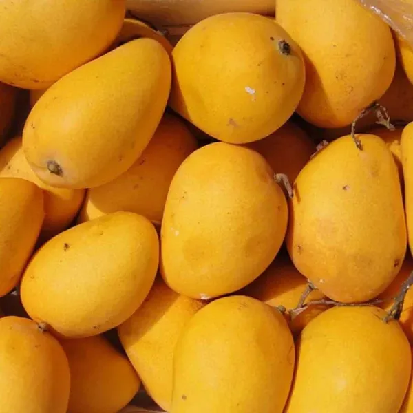 Chinna_Rasam_Rasalu_Mango_Grafted_Aam_Fruit_Plants_Tree_1_5_3_Feet_Size
