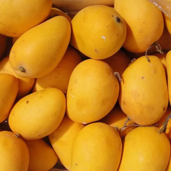 Chinna_Rasam_Rasalu_Mango_Grafted_Aam_Fruit_Plants_Tree_1_5_3_Feet_Size