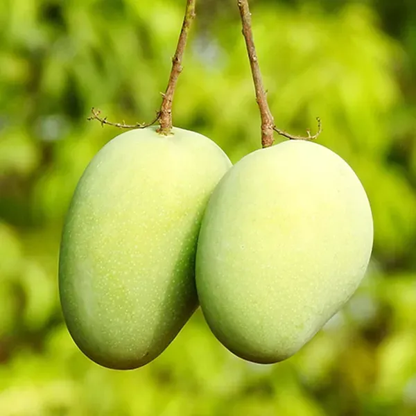 Chinna_Rasam_Rasalu_Mango_Grafted_Aam_Fruit_Plants_Tree_1_5_3_Feet_Size