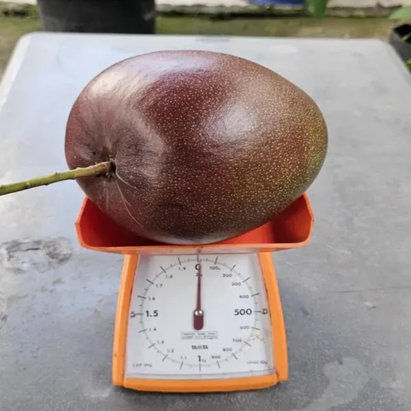 Hong_Zhu_Mango_Grafted_Aam_Fruit_Plants_Tree_1_5_3_Feet_Size