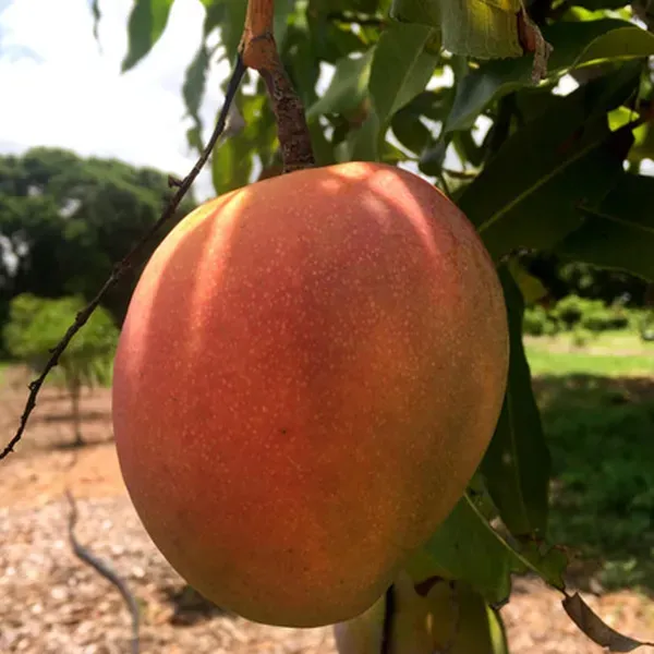 Hong_Zhu_Mango_Grafted_Aam_Fruit_Plants_Tree_1_5_3_Feet_Size