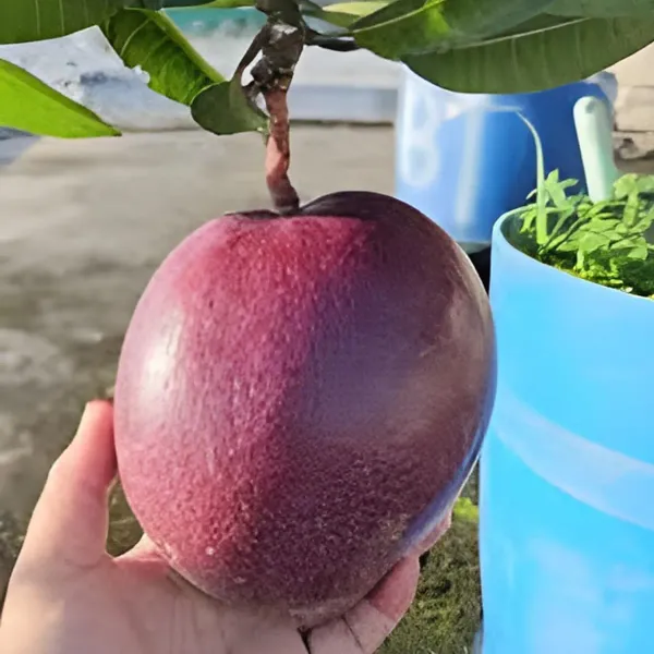 Hong_Zhu_Mango_Grafted_Aam_Fruit_Plants_Tree_1_5_3_Feet_Size