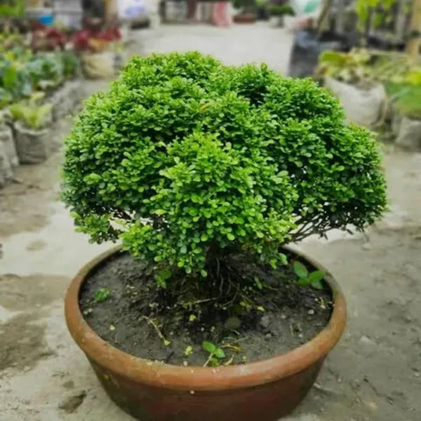Table_Kamini_Satin_Wood_Kunti_Fragrant_Flower_Shrubs_Plants_Tree_1_2_Feet