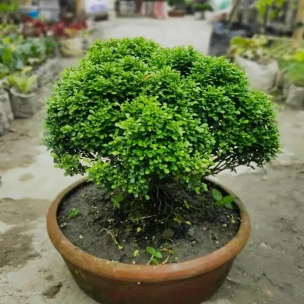 Table_Kamini_Satin_Wood_Kunti_Fragrant_Flower_Shrubs_Plants_Tree_1_2_Feet