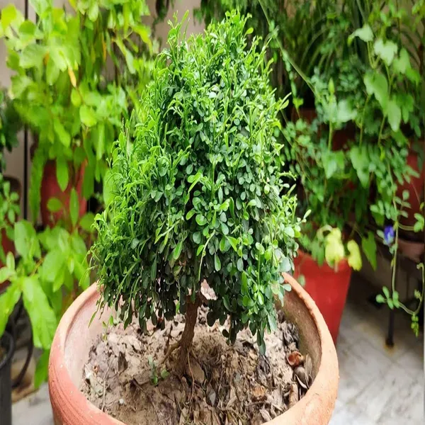 Table_Kamini_Satin_Wood_Kunti_Fragrant_Flower_Shrubs_Plants_Tree_1_2_Feet