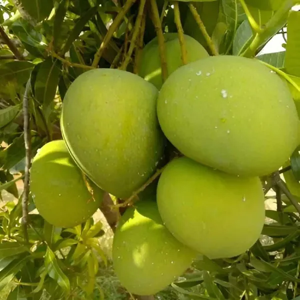 Himsagar_All_Time_Mango_Grafted_Aam_Fruit_Plants_Tree_1_5_3_Feet_Size
